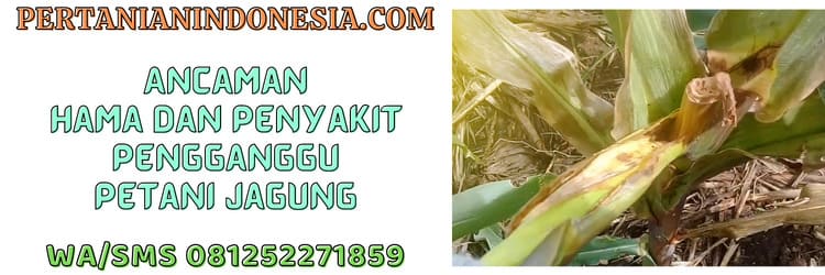 ancaman,hama,penyakit,petani,jagung